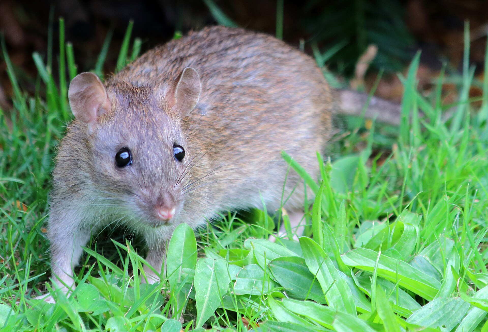 Brown Norway rat in an outdoor setting, Rattus norvegicus