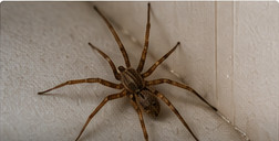 Spider pest guide