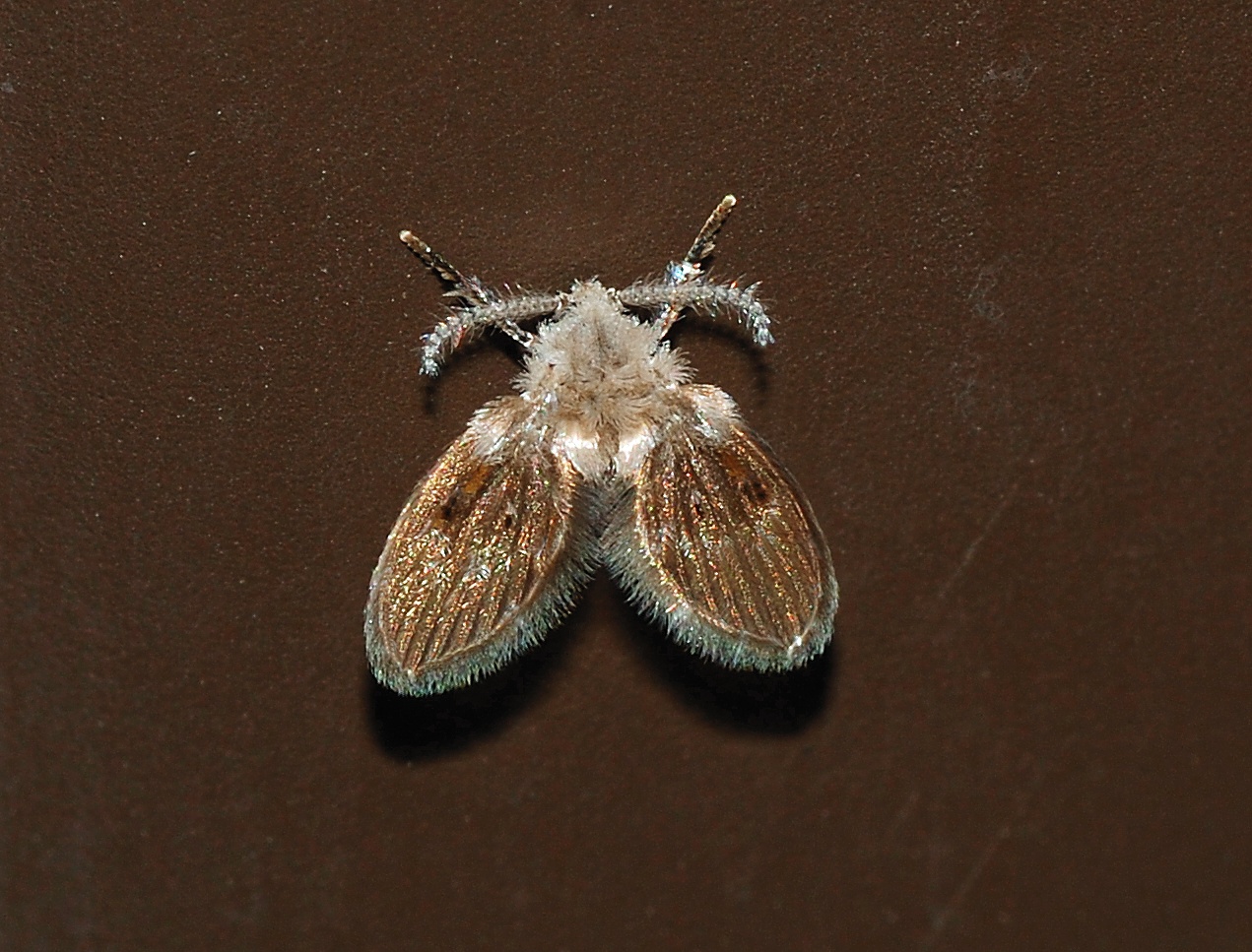 Adult drain fly with fuzzy moth-like wings, Clogmia albipunctata