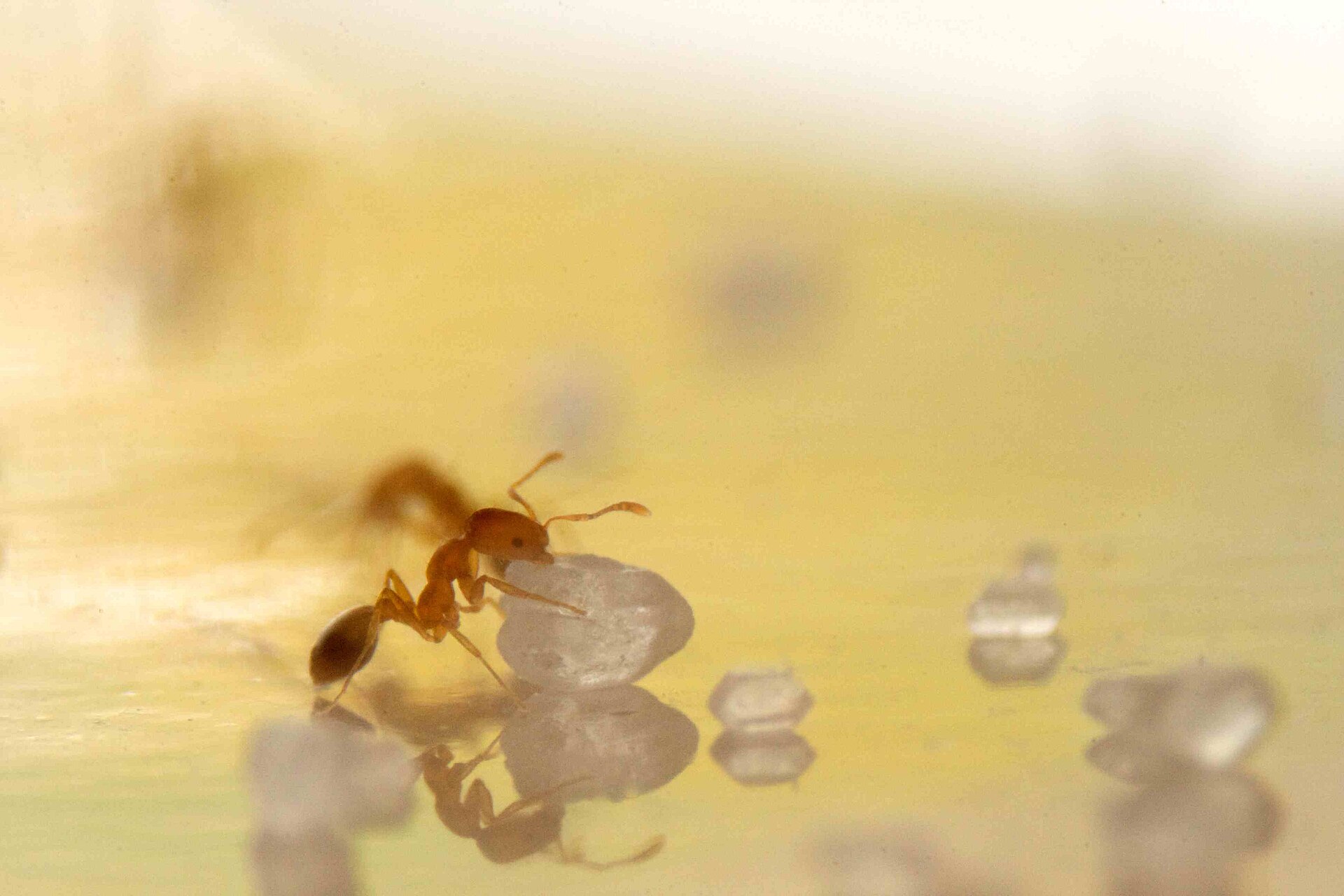 Pharaoh ant worker beside sugar crystals, Monomorium pharaonis