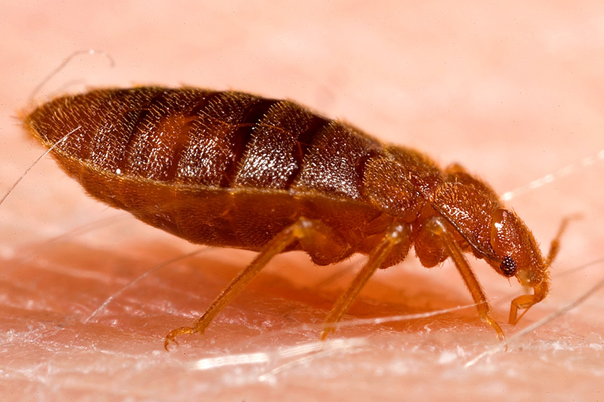 Adult common bed bug feeding, Cimex lectularius