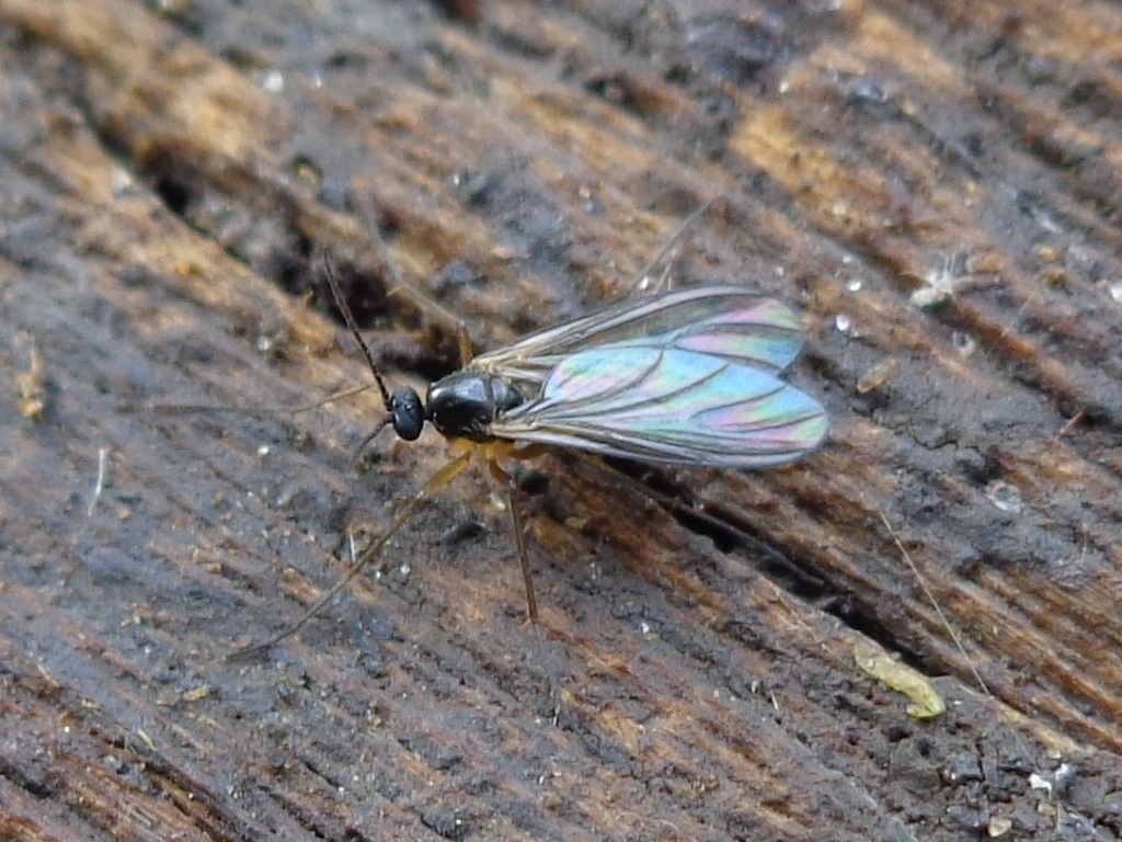 Adult dark-winged fungus gnat, Bradysia species