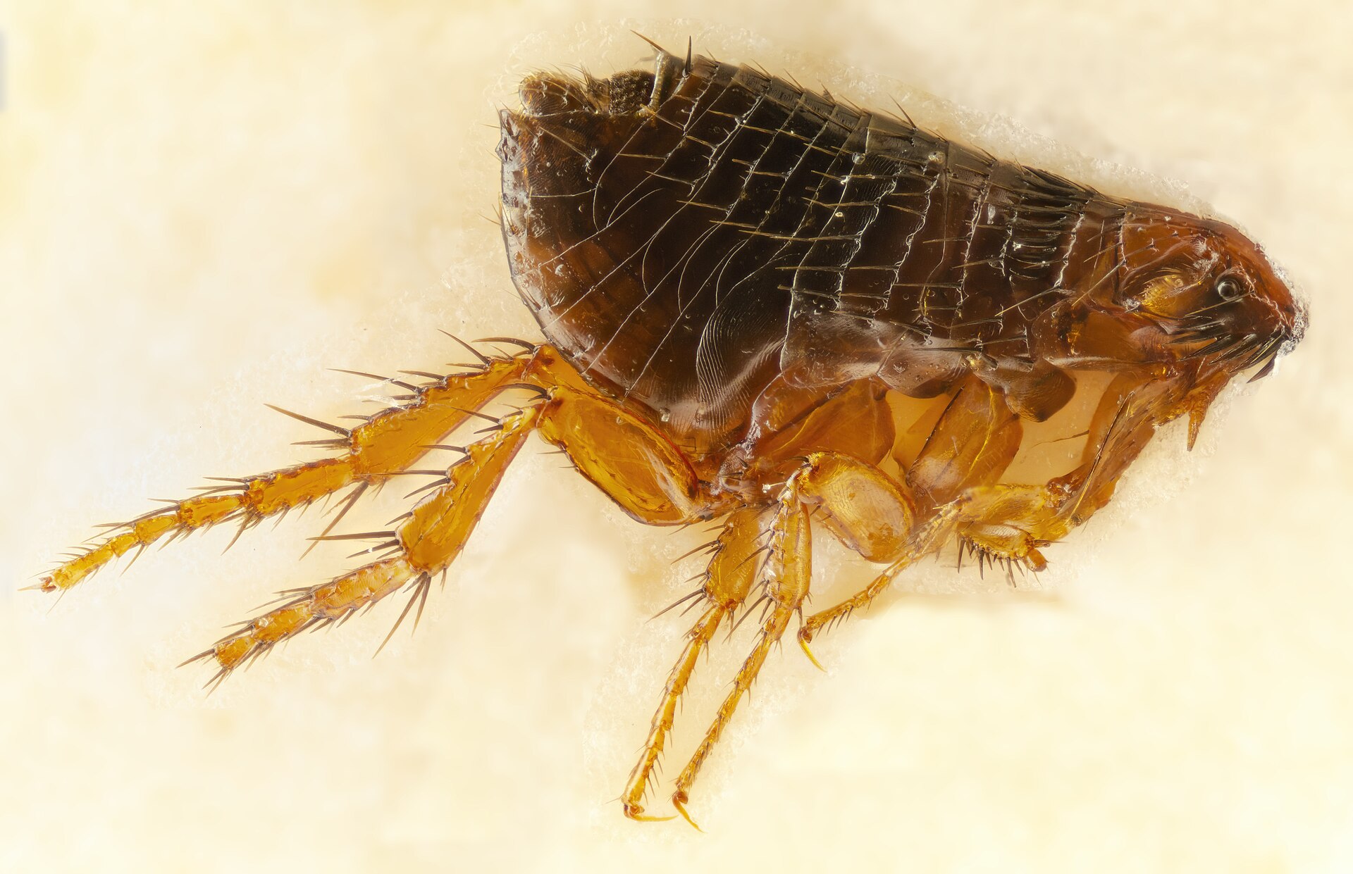 Magnified adult dog flea, Ctenocephalides canis