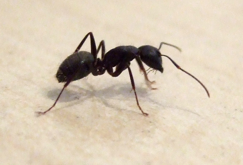 Black carpenter ant worker, Camponotus pennsylvanicus