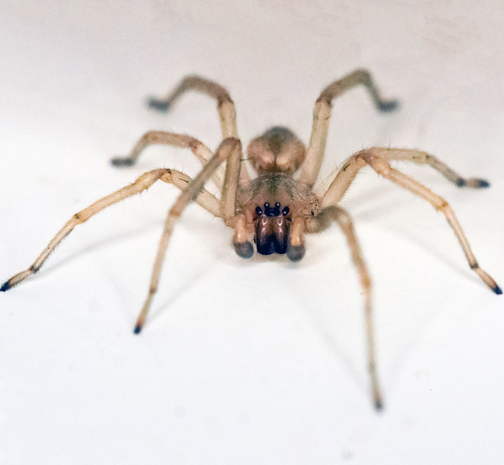 Northern yellow sac spider, Cheiracanthium mildei