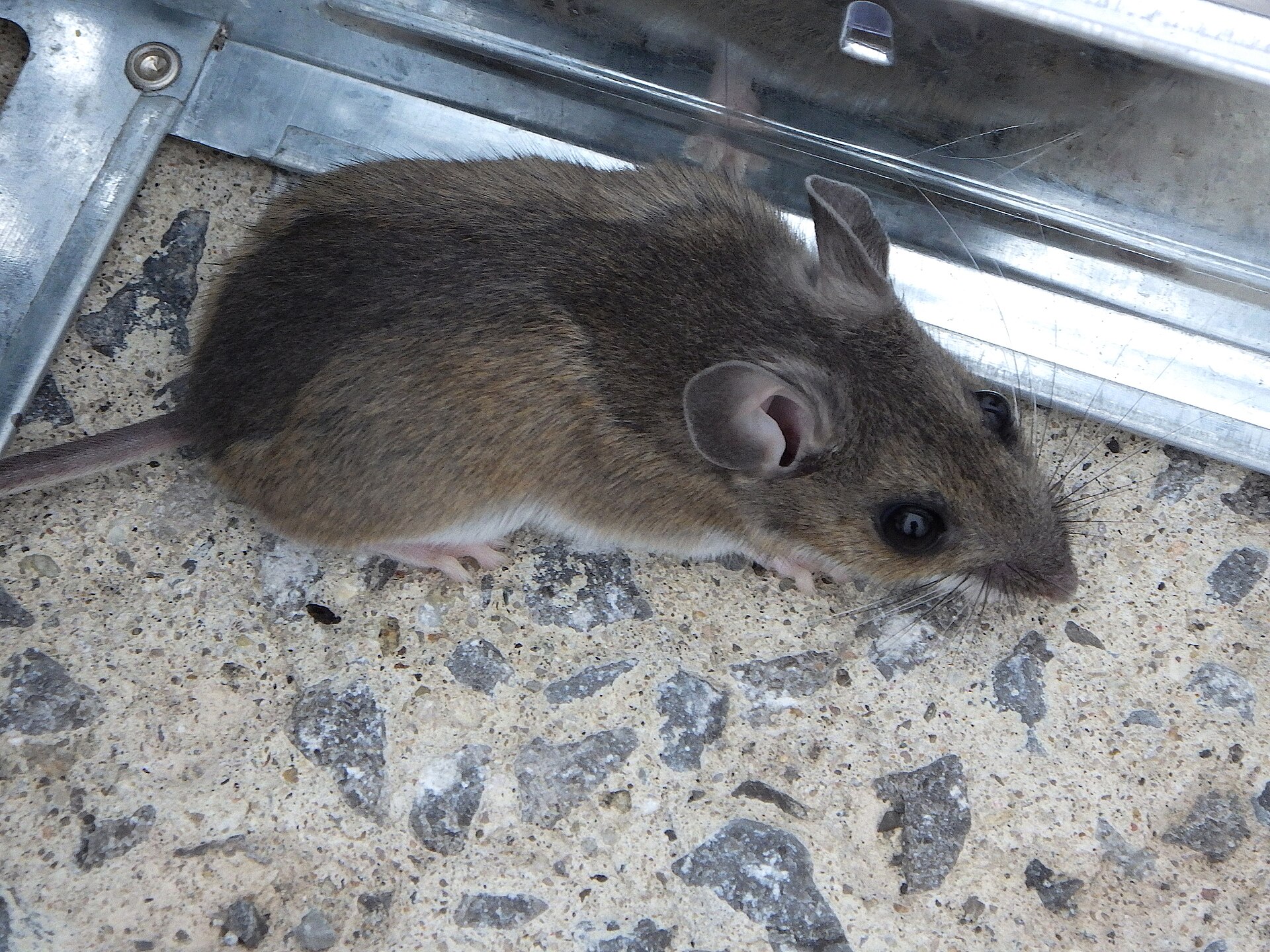 Wild house mouse photographed in Ottawa, Ontario, Mus musculus