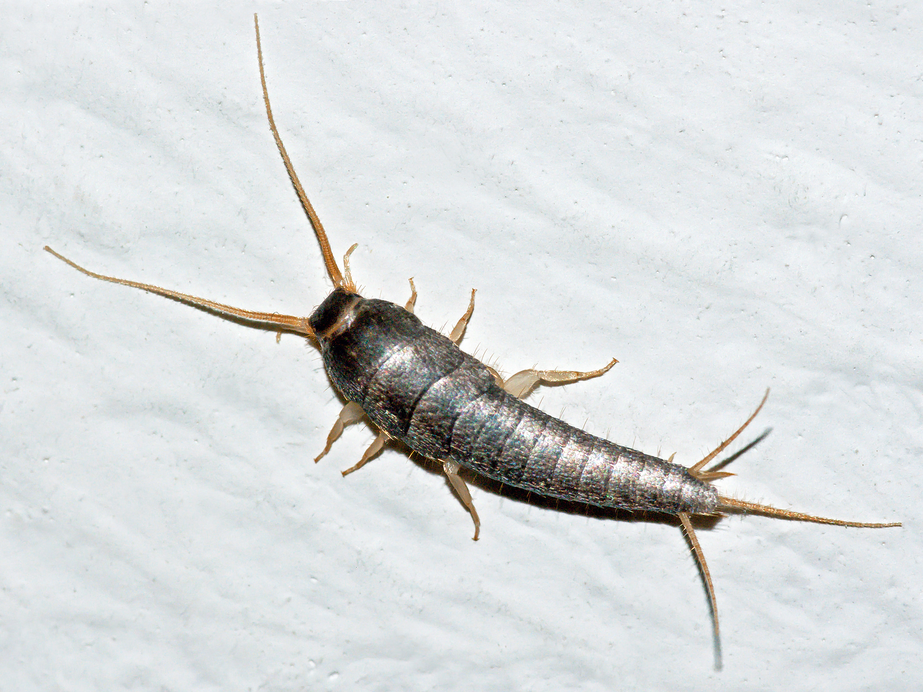 Common silverfish showing three tail filaments, Lepisma saccharinum