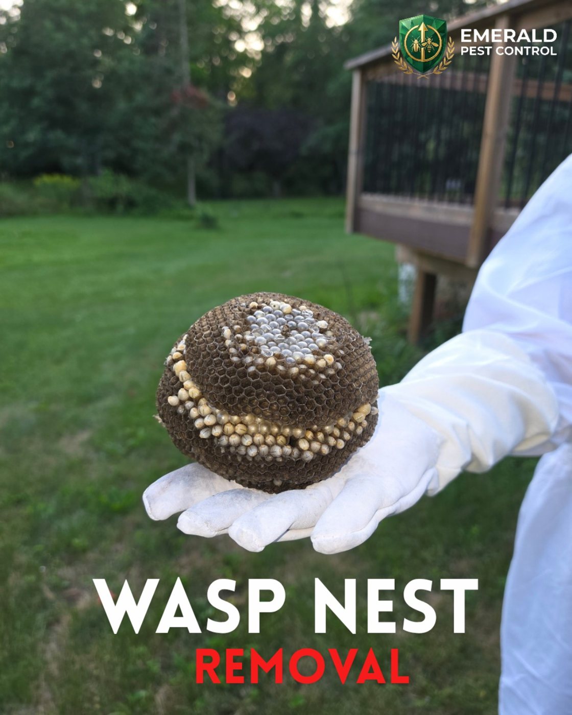 Emerald Pest Control technician holding an exposed wasp nest removed from an Eastern Ontario property