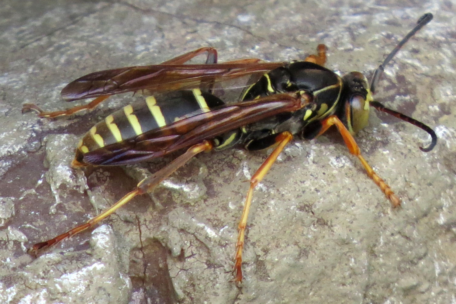 Northern paper wasp photographed in Quebec, Polistes fuscatus