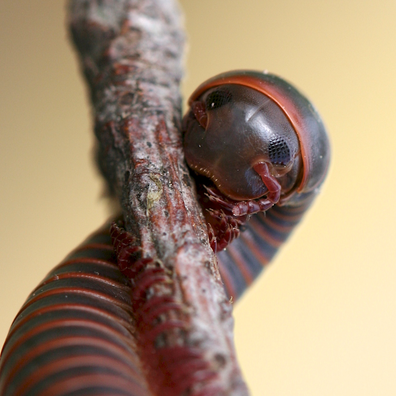 North American millipede photographed in Westport, Ontario, Narceus species