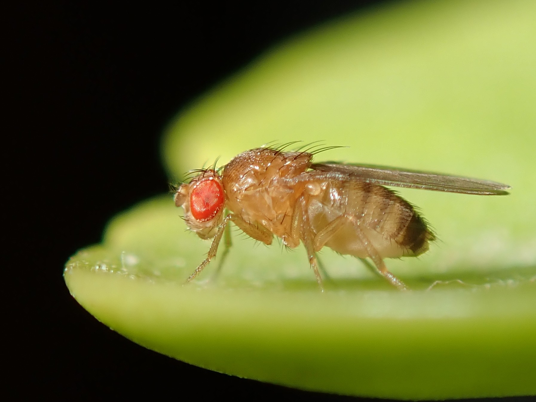 Common fruit fly with red eyes, Drosophila melanogaster