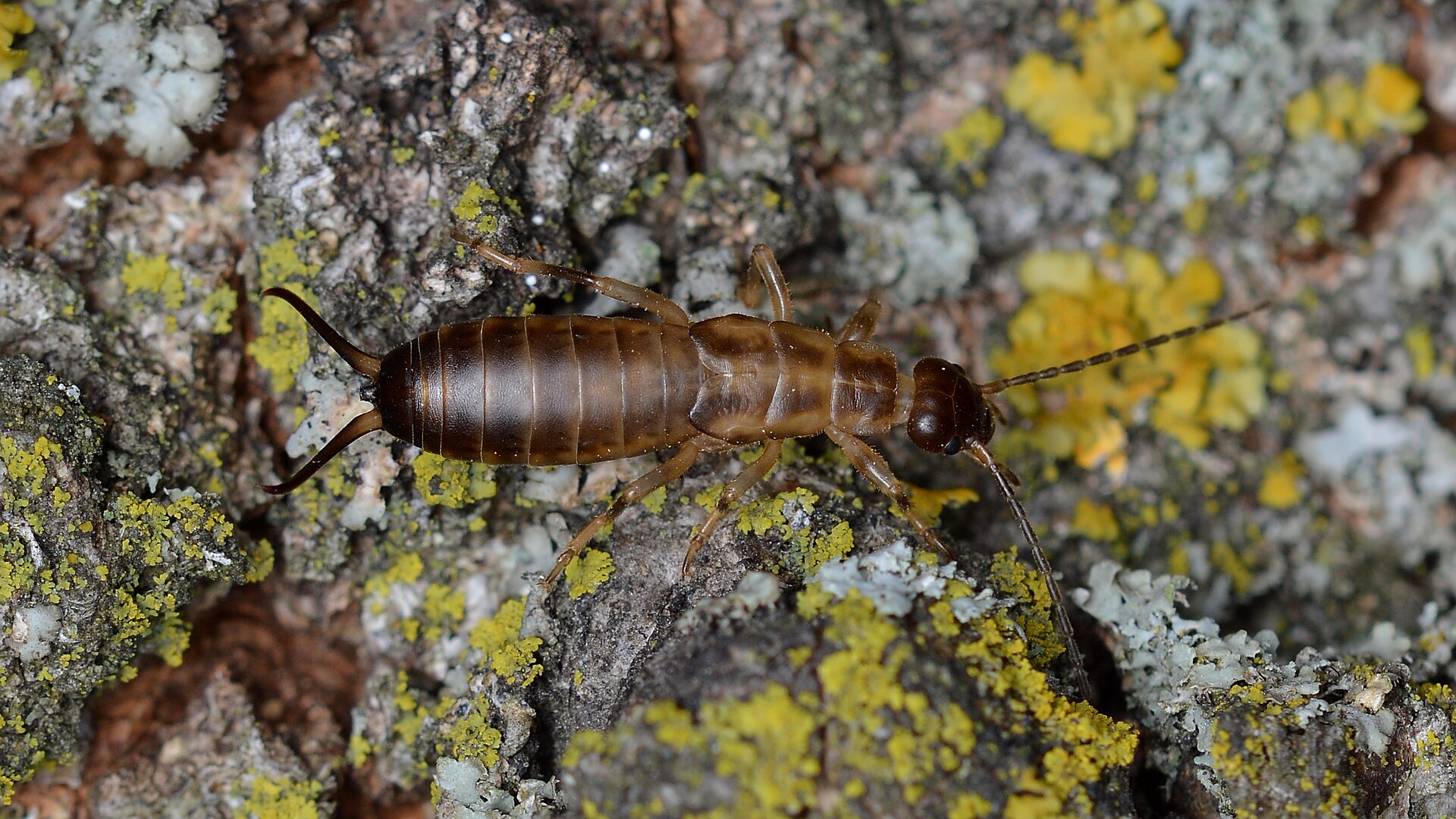Female European earwig photographed in Guelph, Ontario, Forficula auricularia