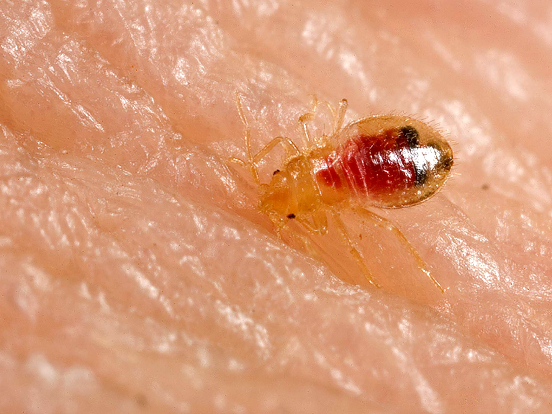 Common bed bug nymph feeding, Cimex lectularius
