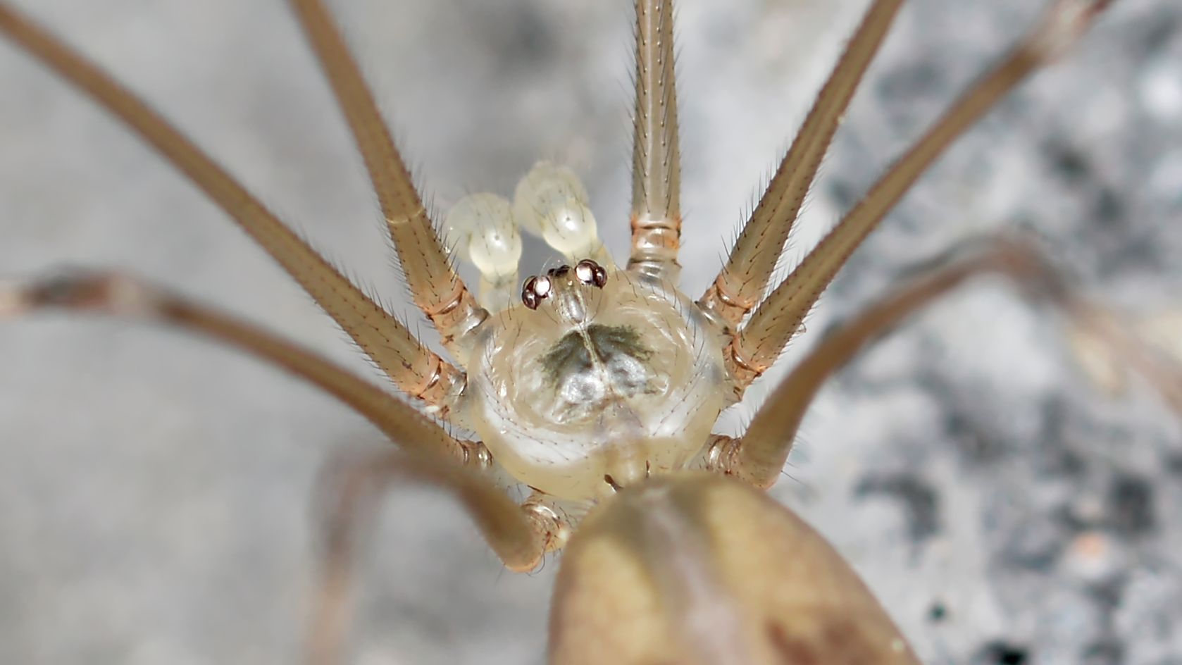 Long-bodied cellar spider photographed in Guelph, Ontario, Pholcus phalangioides