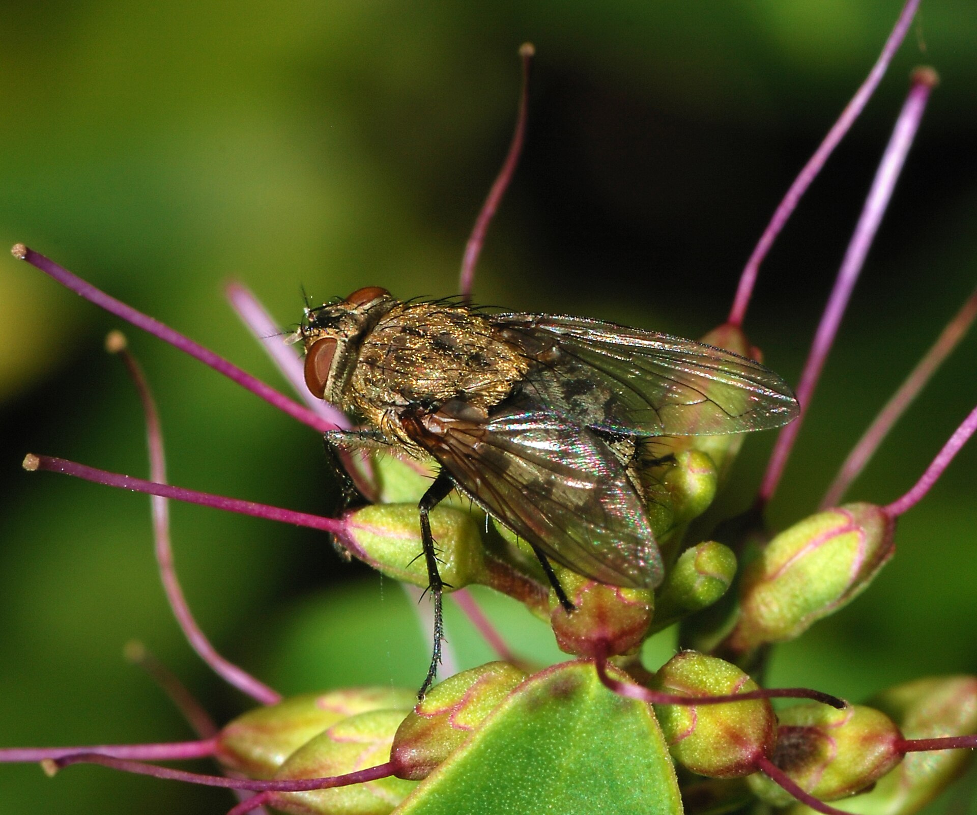 Adult cluster fly, Pollenia rudis