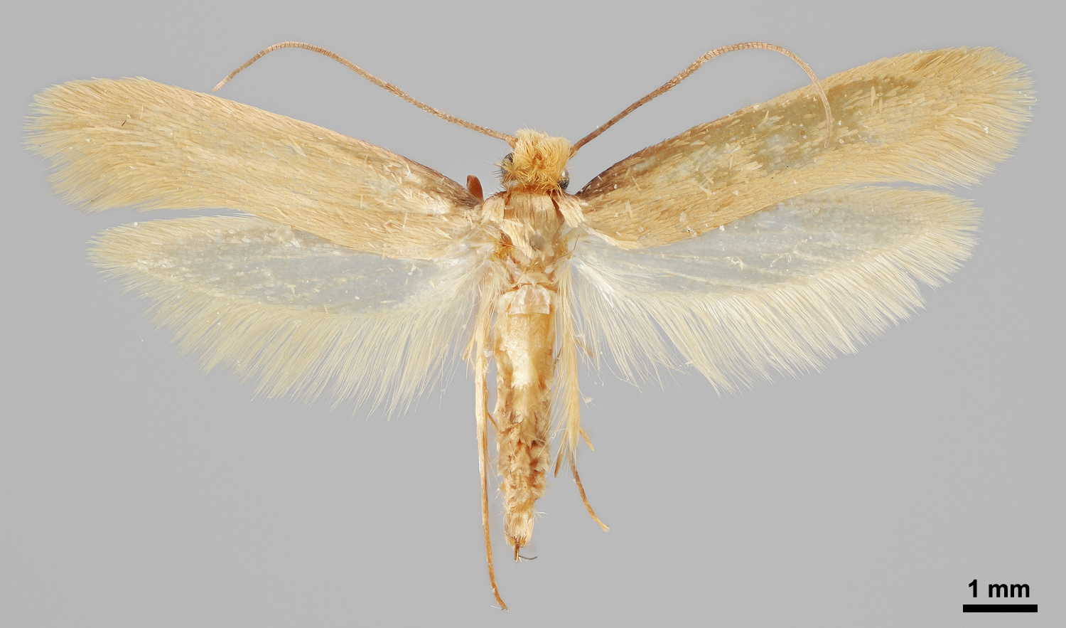 Adult webbing clothes moth, Tineola bisselliella