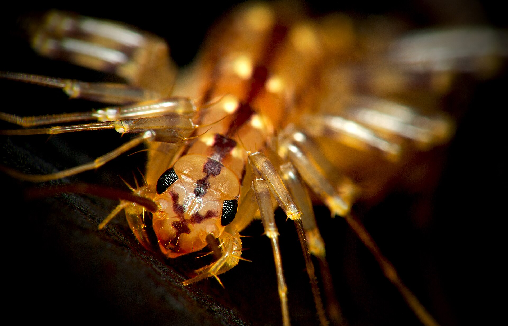 House centipede with long banded legs, Scutigera coleoptrata