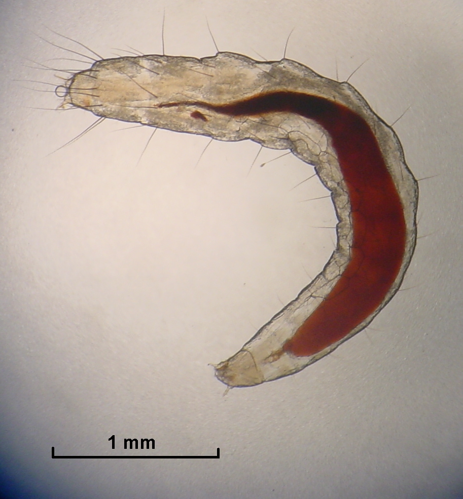 Microscope photograph of a flea larva