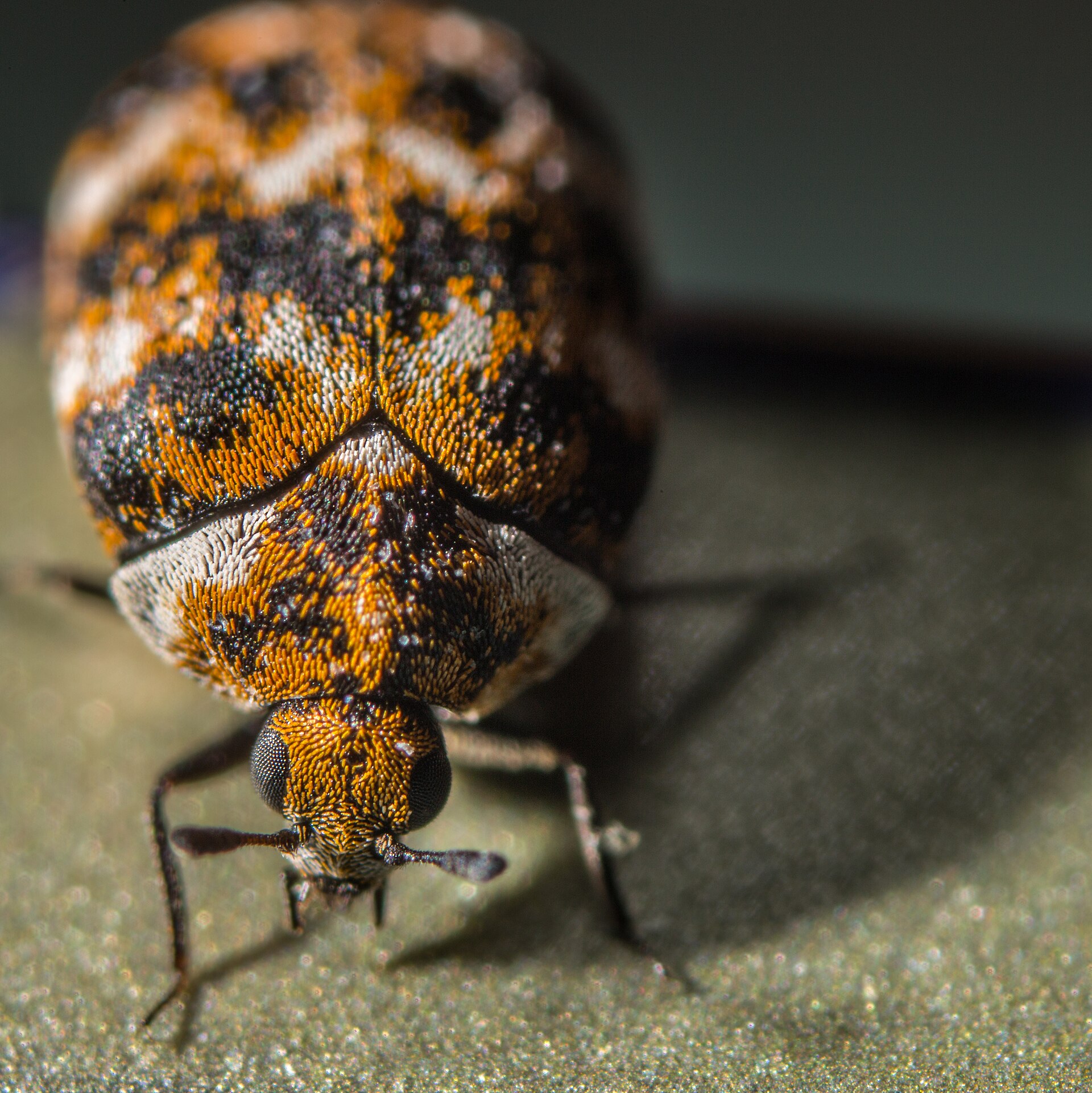 Adult varied carpet beetle showing mottled wing covers, Anthrenus verbasci