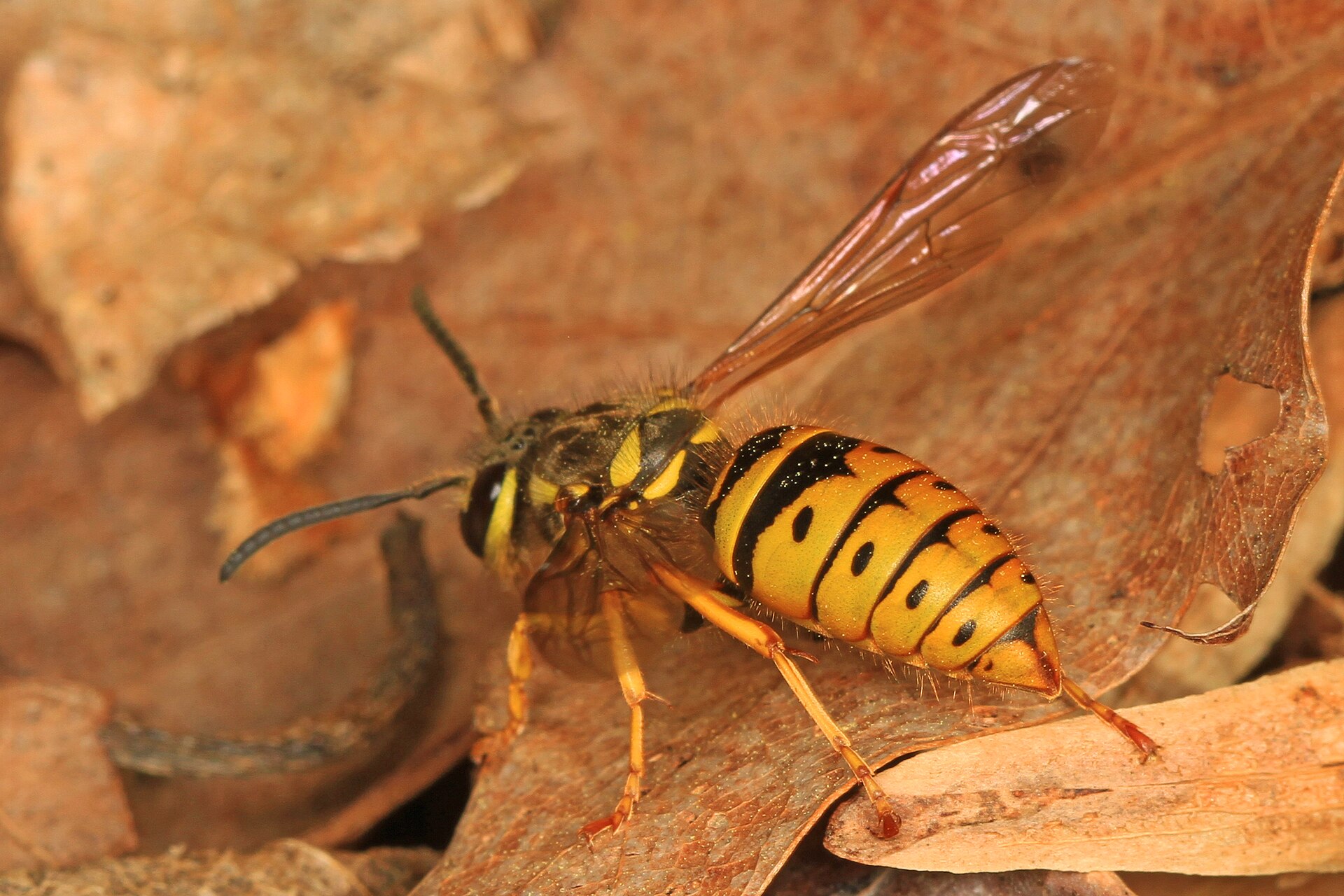 Eastern yellowjacket, Vespula maculifrons