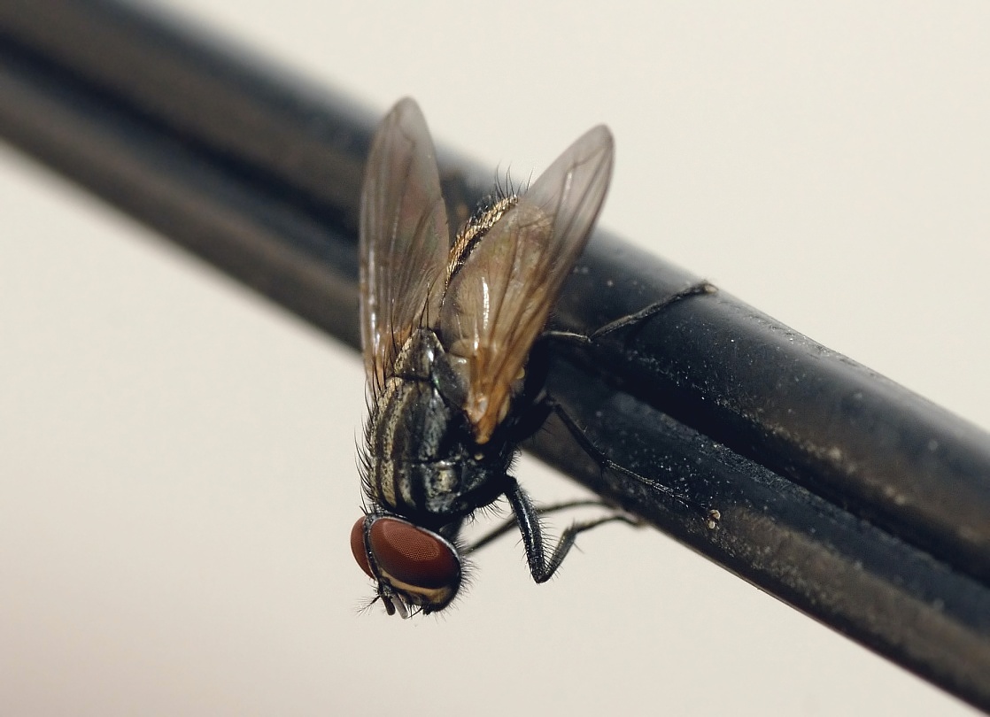 Common house fly showing grey thorax and large eyes, Musca domestica