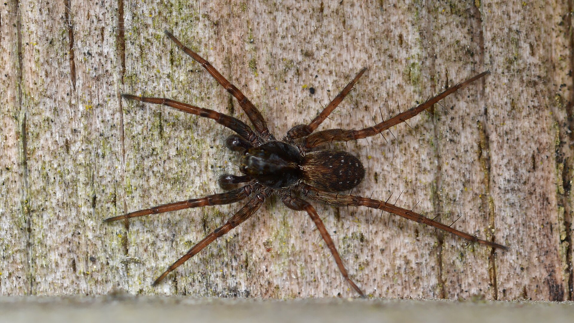 Thin-legged wolf spider photographed in Guelph, Ontario, Pardosa species