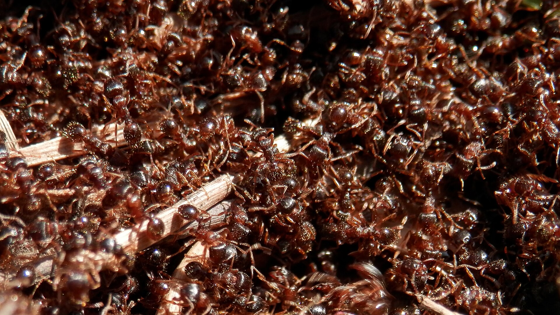 Pavement ants in London, Ontario, Tetramorium immigrans