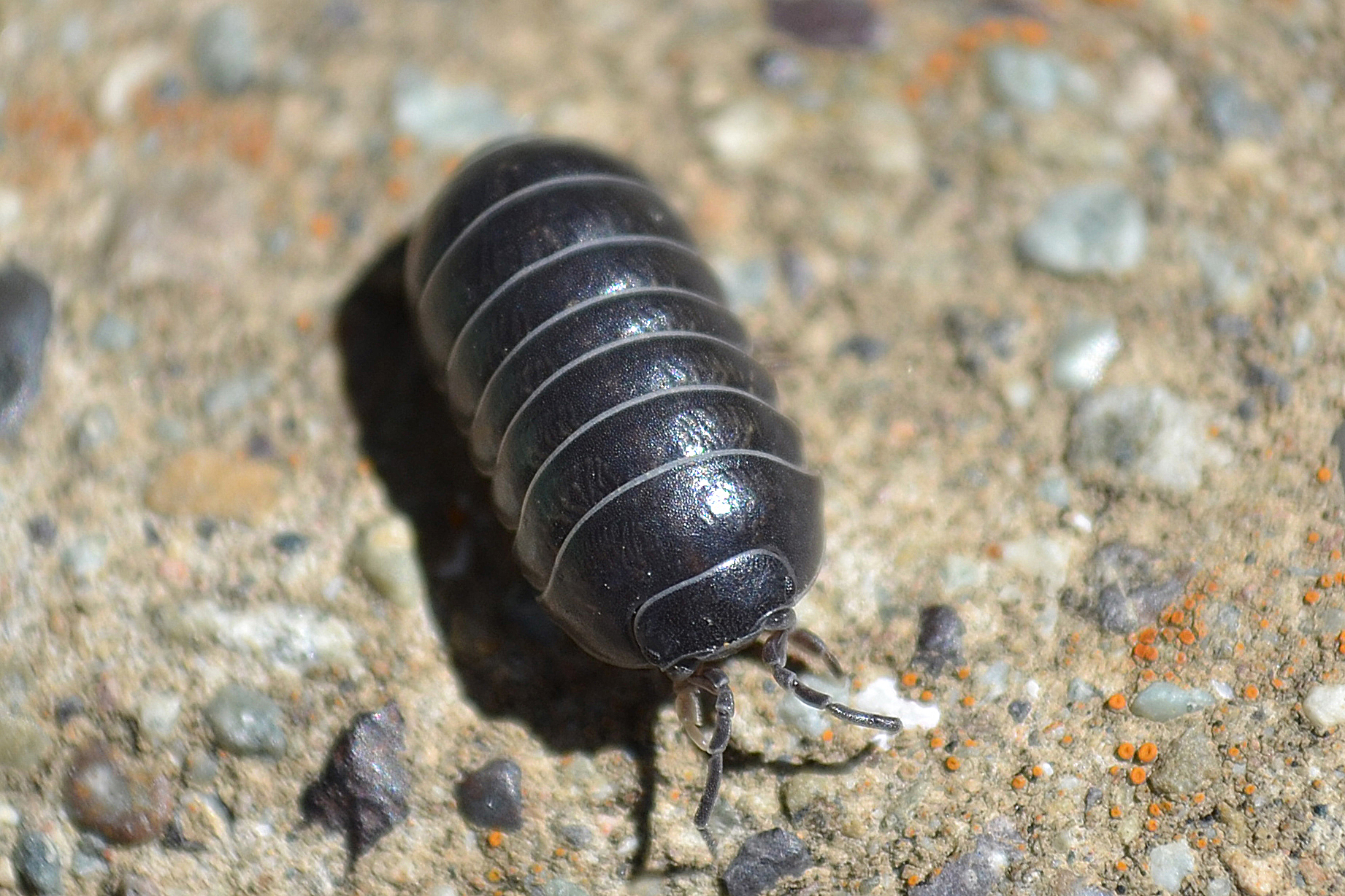 Common pill bug, a terrestrial isopod related to sowbugs, Armadillidium vulgare