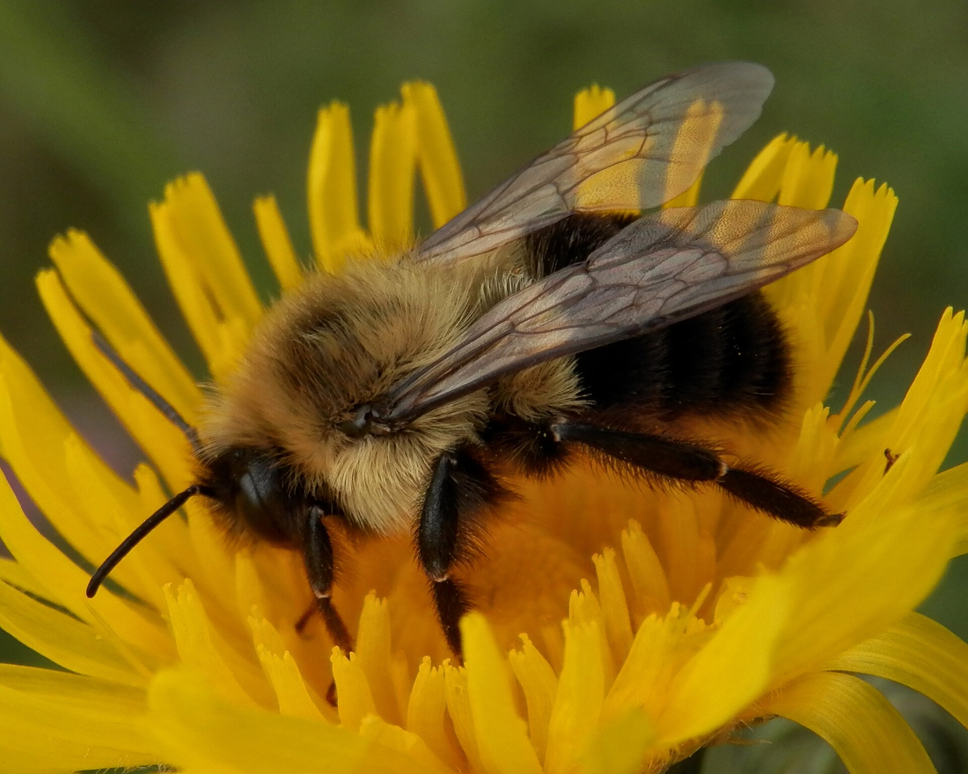 Common eastern bumble bee photographed in Kitchener, Ontario, Bombus impatiens