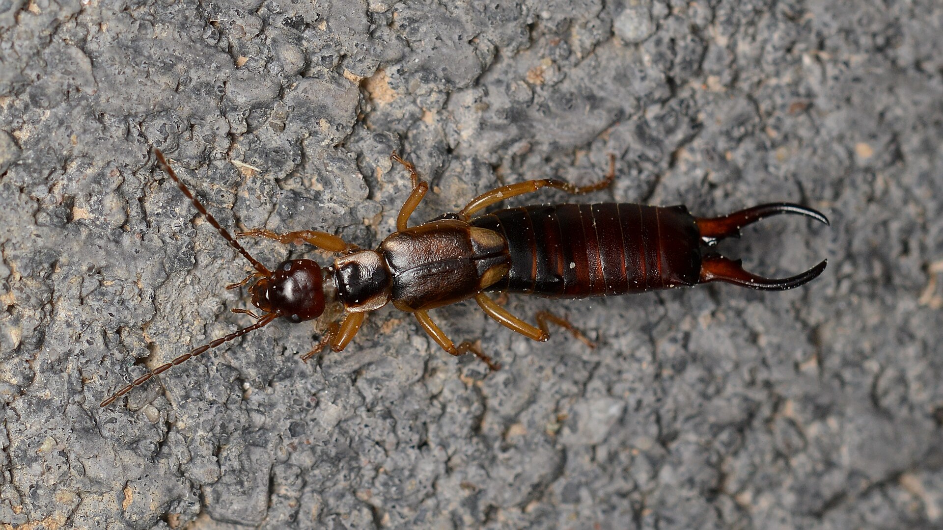 Male European earwig photographed in Guelph, Ontario, Forficula auricularia