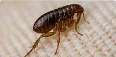 Flea pest guide