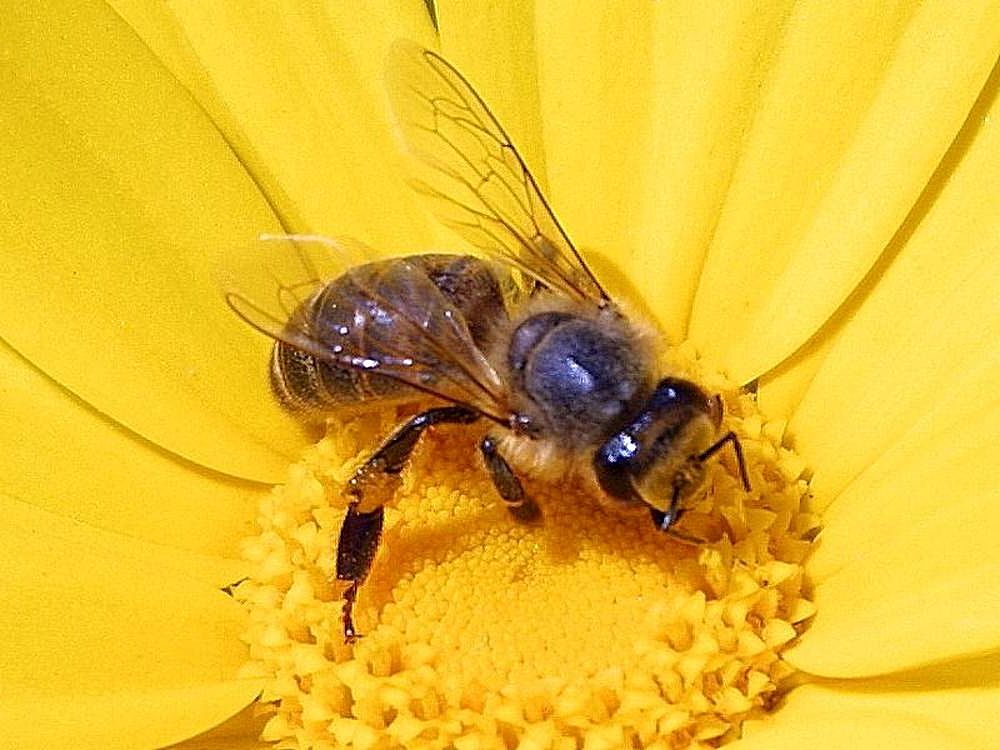 Western honey bee on a yellow flower, Apis mellifera