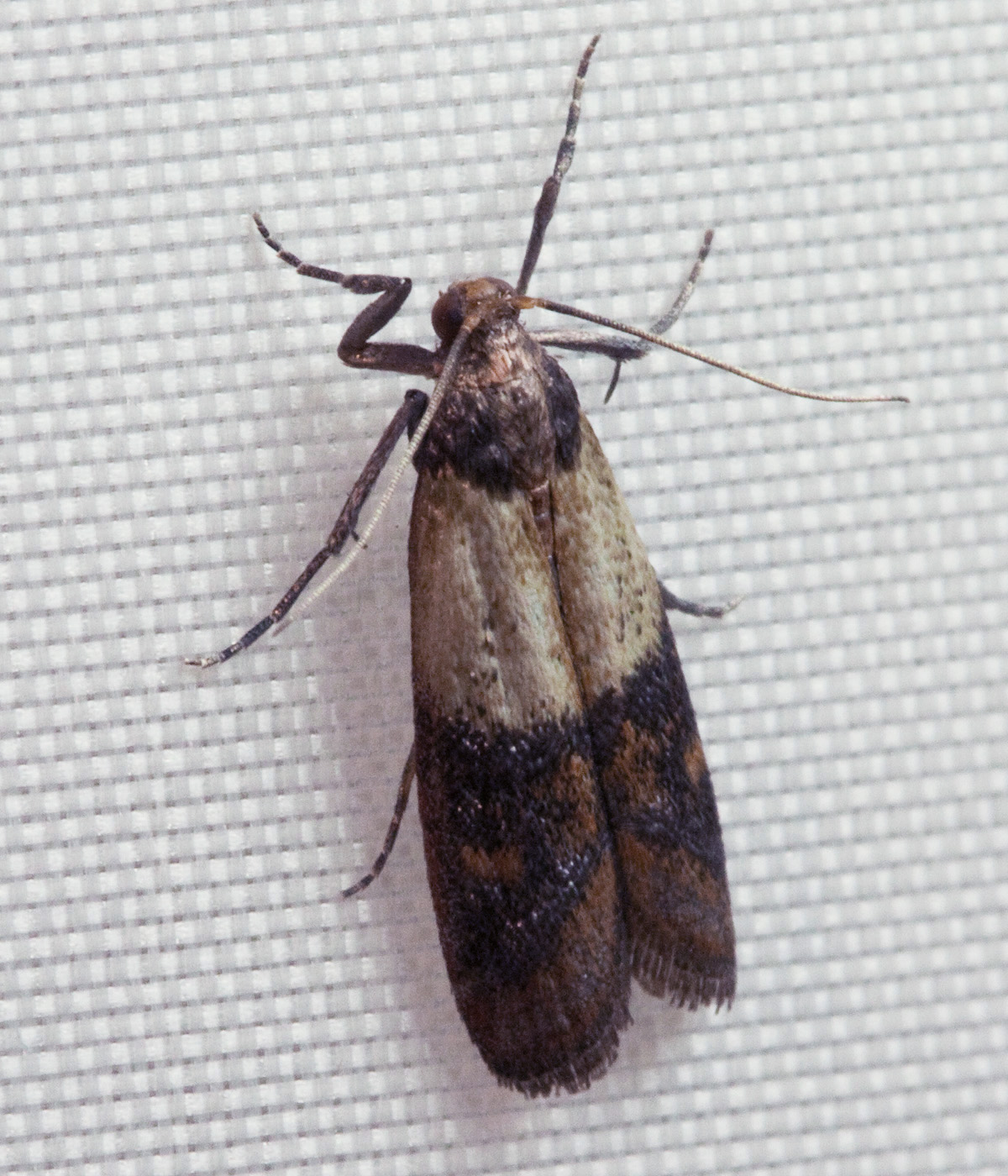 Adult Indianmeal moth, a common pantry moth, Plodia interpunctella