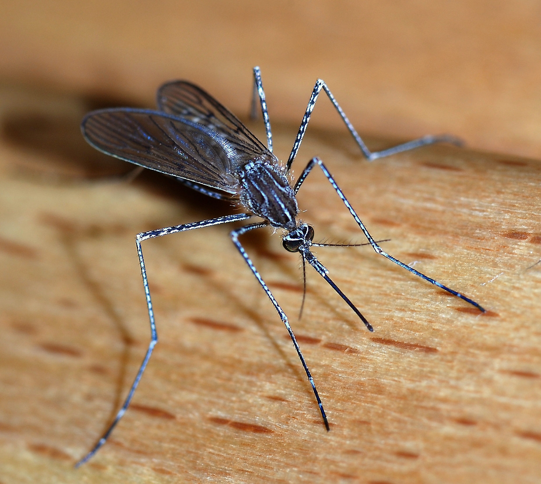 Adult female mosquito, family Culicidae