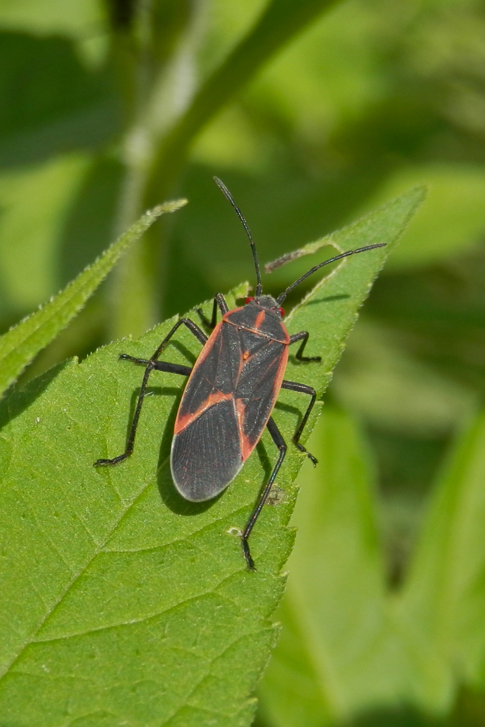 Eastern boxelder bug photographed in London, Ontario, Boisea trivittata
