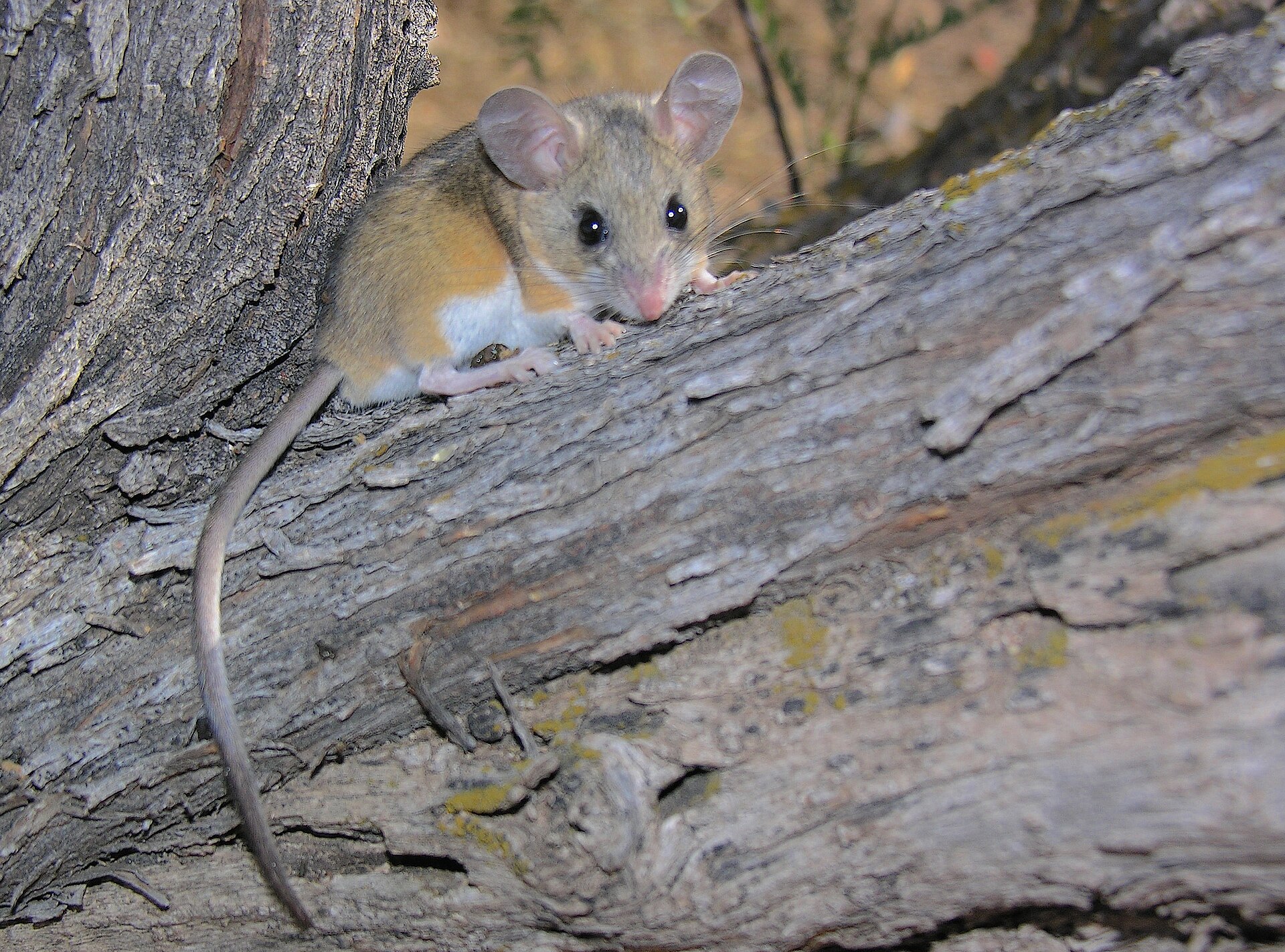 Deer mouse with brown back and sharply white underside, Peromyscus maniculatus