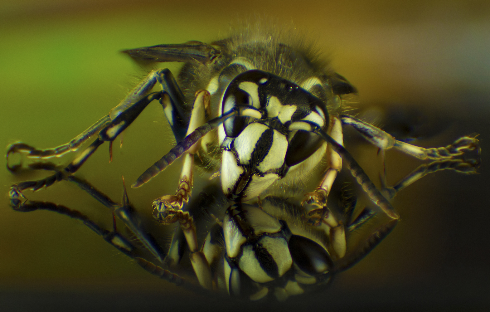 Bald-faced hornet showing black-and-white markings, Dolichovespula maculata