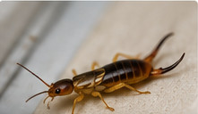 Earwig identification guide