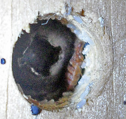 Bed bugs and pale bed bug eggs in a harbourage