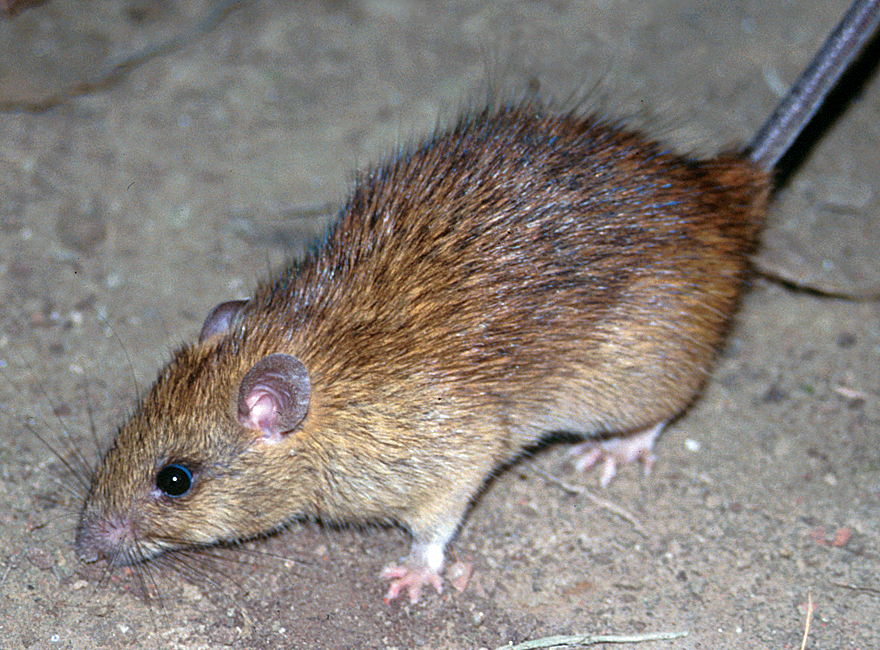 Black or roof rat showing a slender body and long tail, Rattus rattus