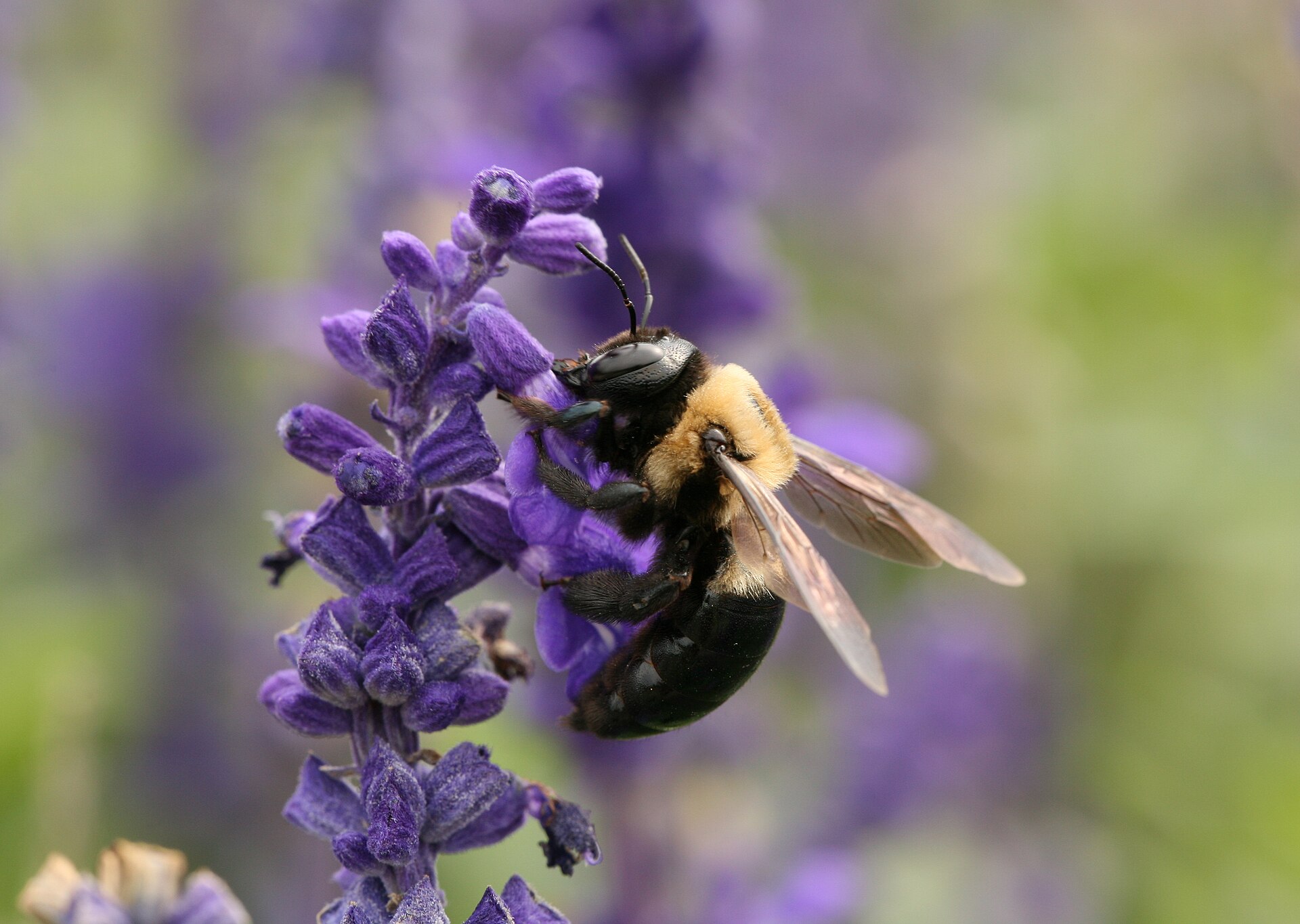 Eastern carpenter bee on a flower, Xylocopa virginica