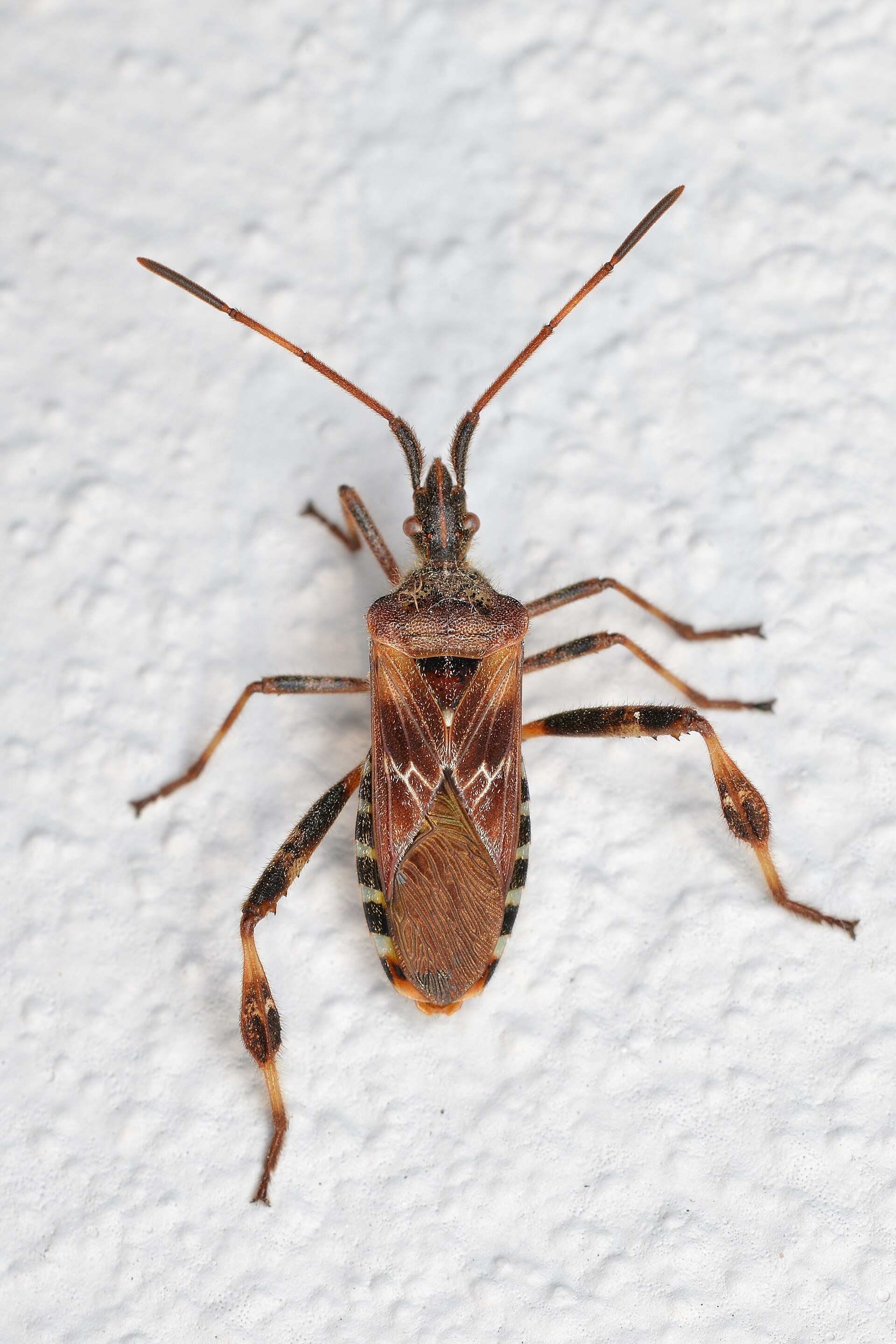 Western conifer seed bug photographed in Kitchener, Ontario, Leptoglossus occidentalis