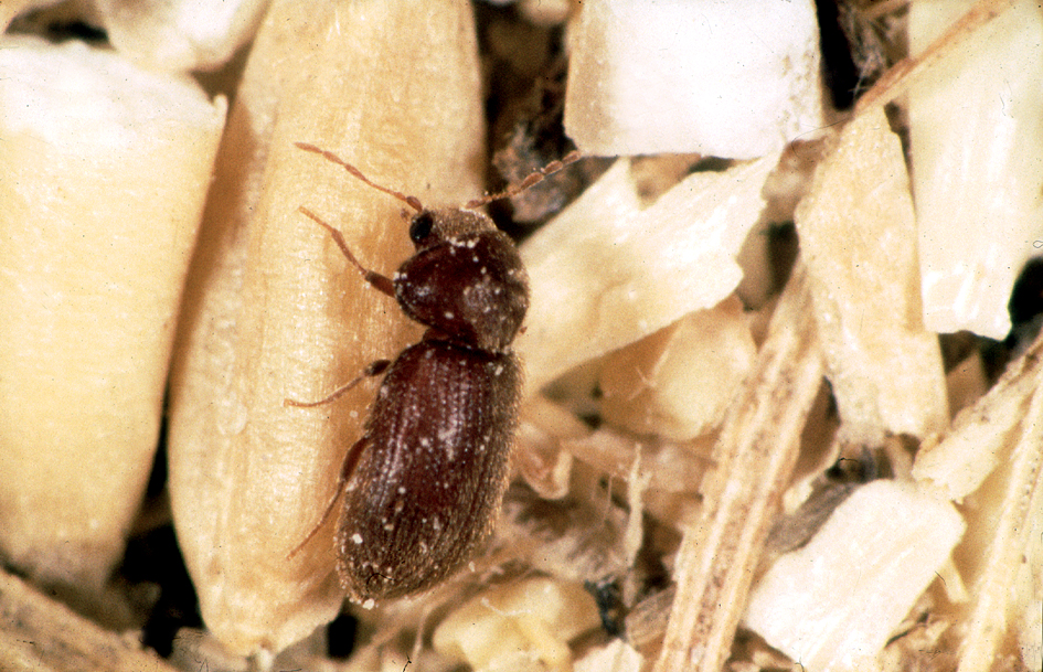Adult drugstore beetle, Stegobium paniceum