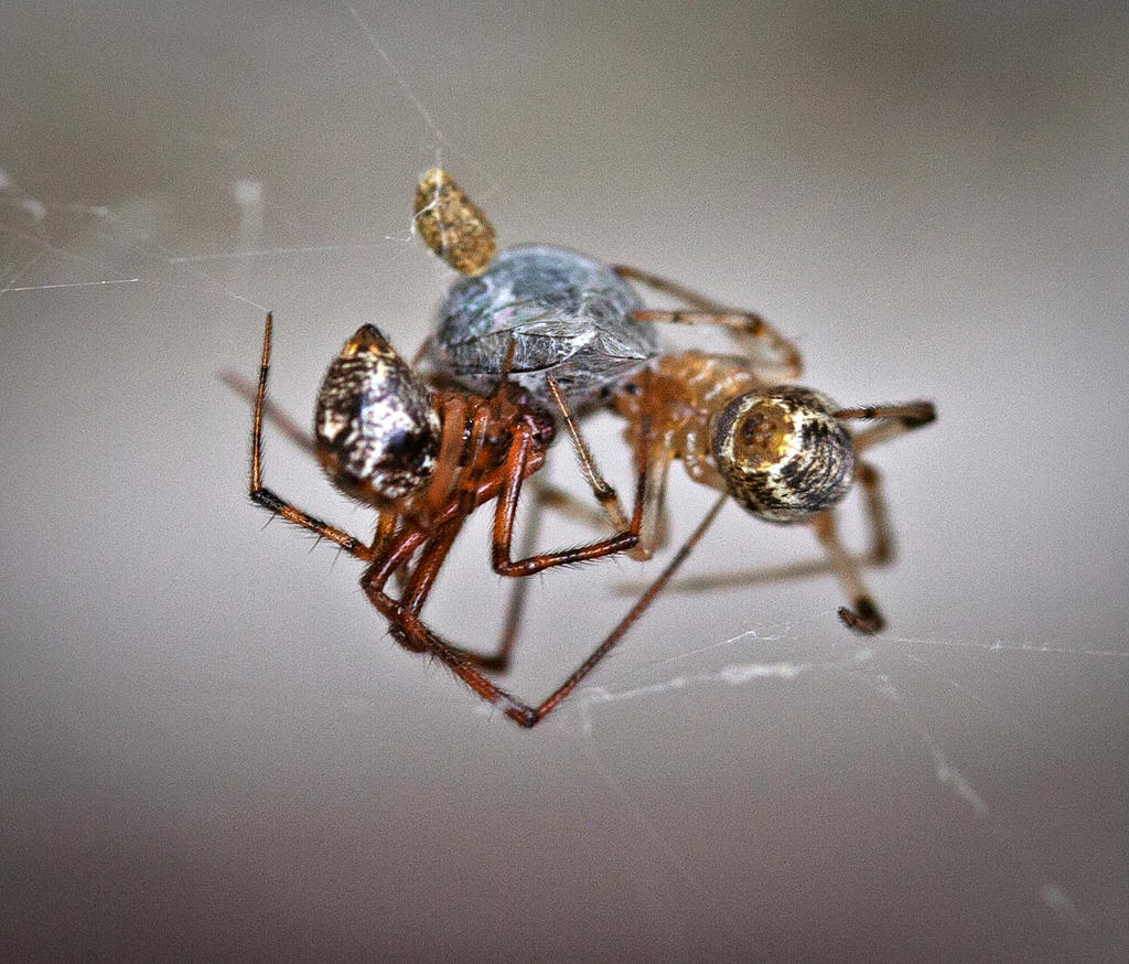 Common house spiders in an irregular cobweb, Parasteatoda tepidariorum