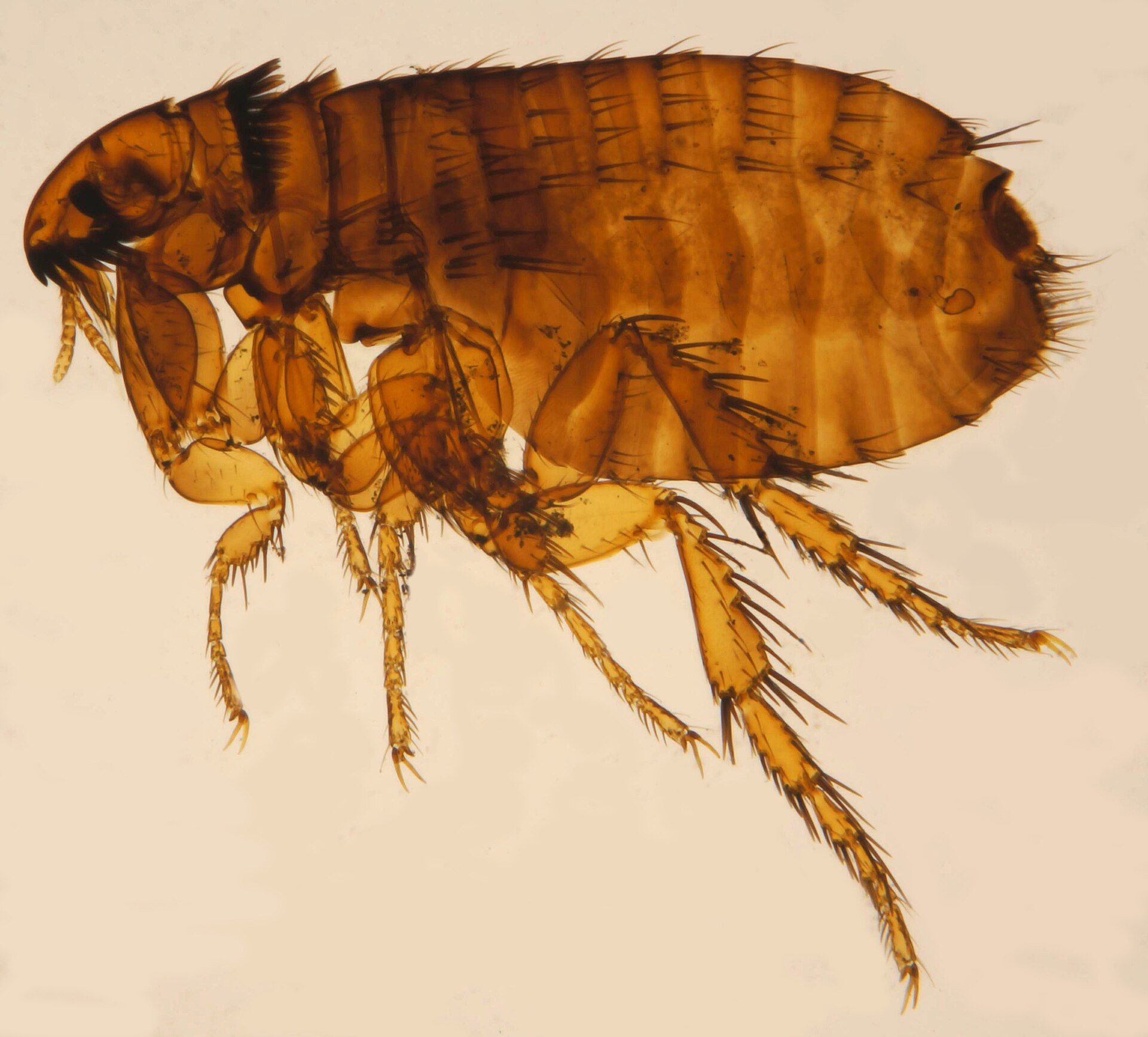 Magnified adult cat flea, Ctenocephalides felis